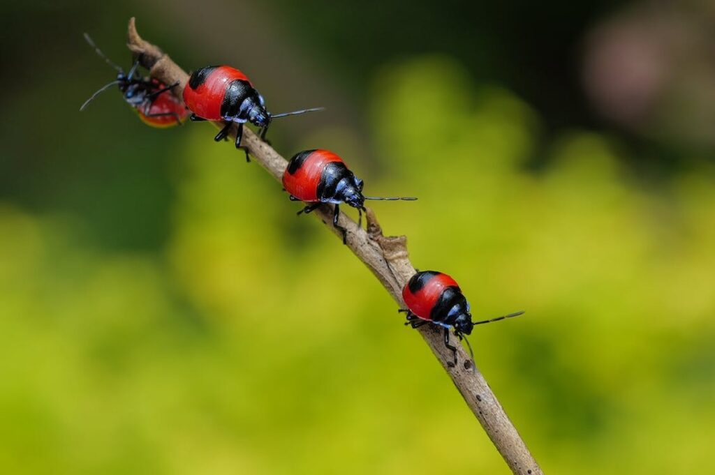 red-bugs