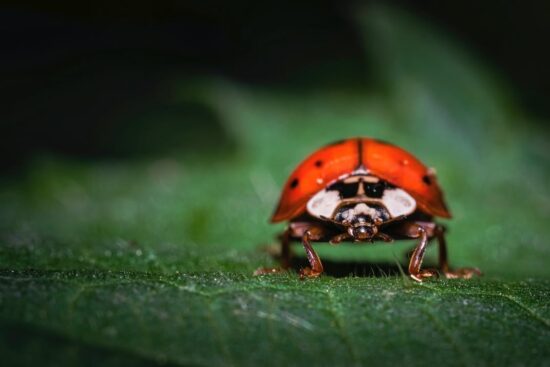 red-bugs
