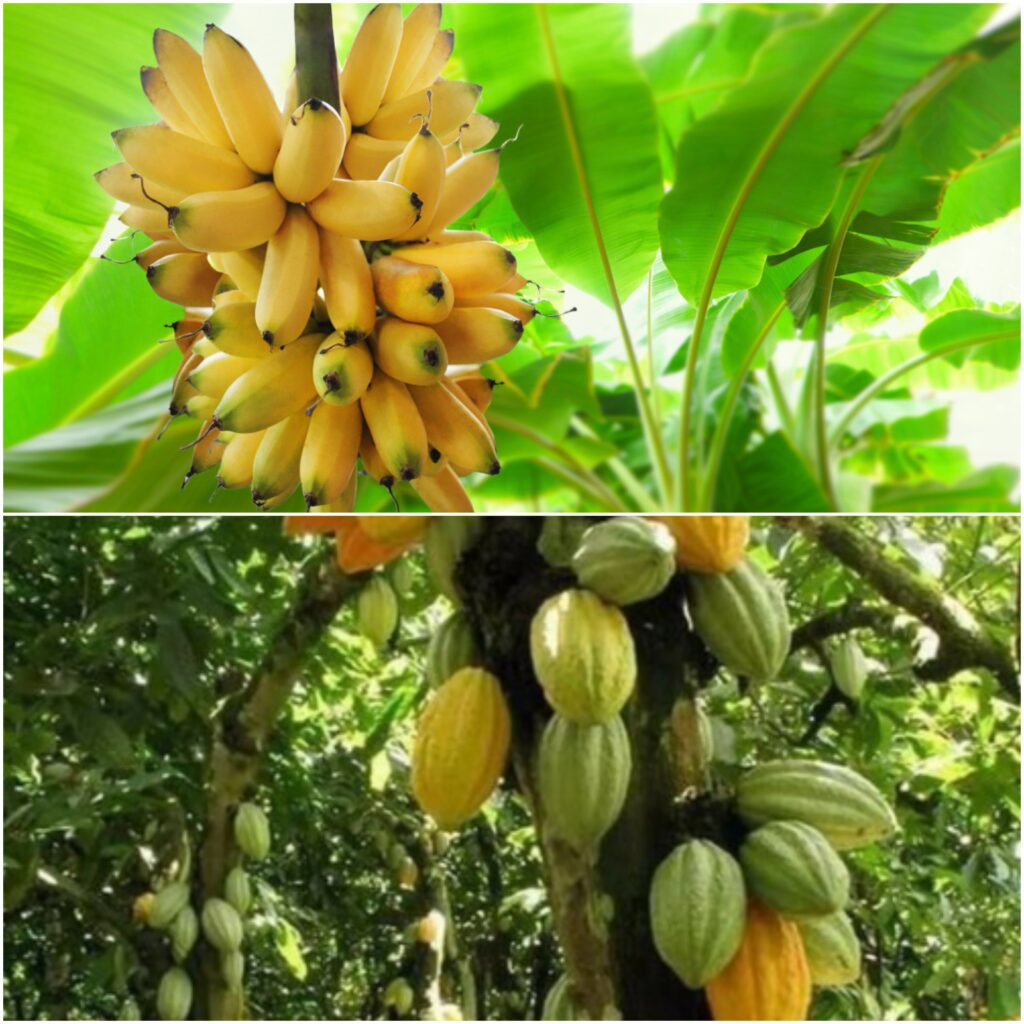 The Largest Producer of Organic Bananas and Cacao Facts about Dominican Republic highlight its leading role in global organic agriculture and exports