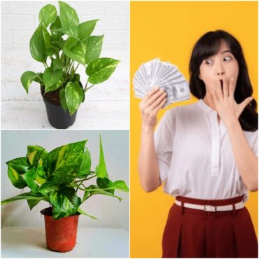 what are some facts about money plant leaves