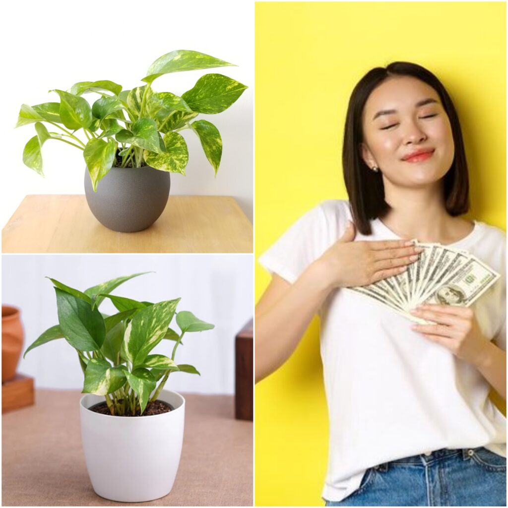 facts about money plant leaves