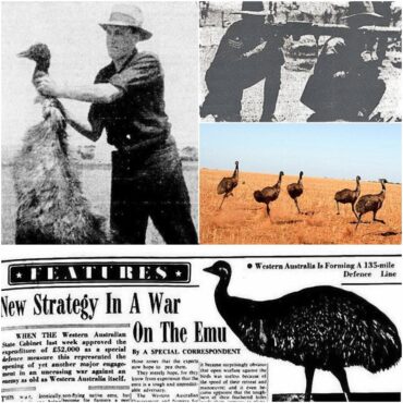 What is an interesting fact about the Emu War?