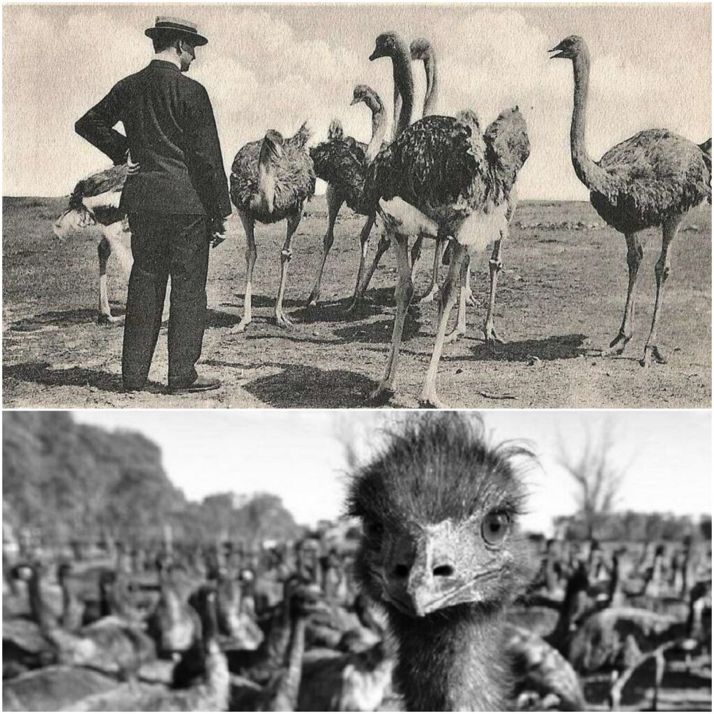 Interesting fact about the Emu War