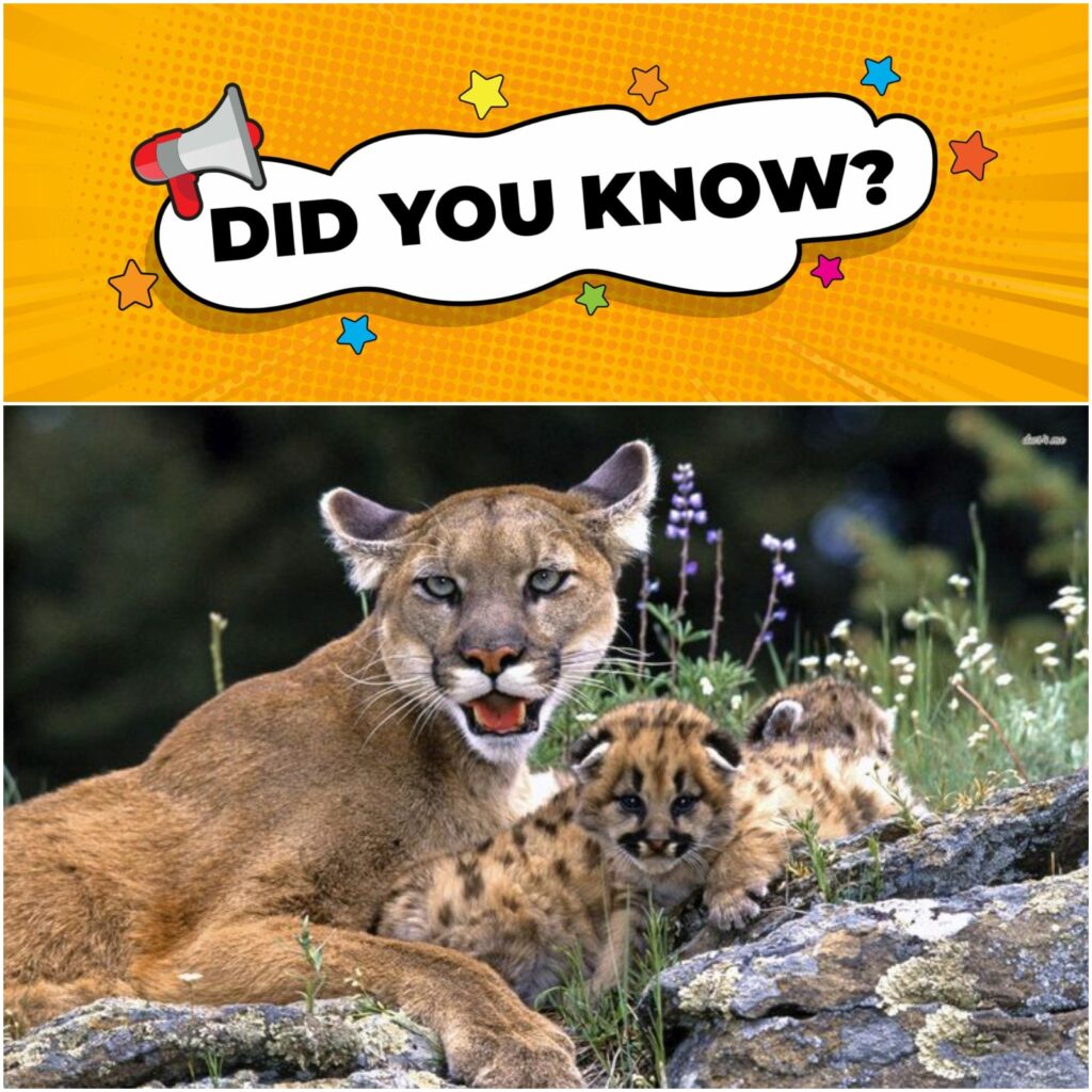 Fun Facts About Mountain Lion