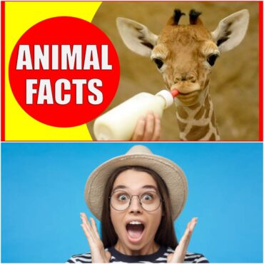 Facts About Animals That Act Like Humans in Surprising Ways