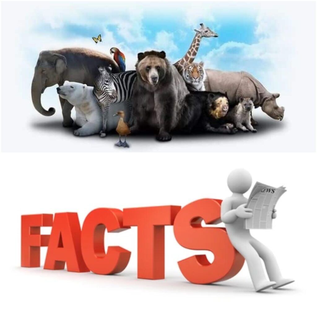 Facts About Animals 