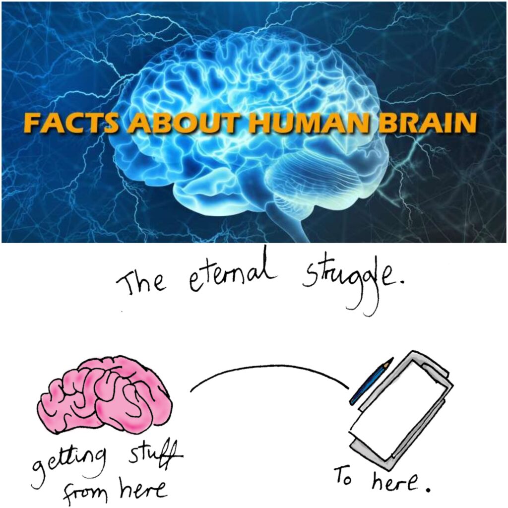 Facts About the Human Brain 