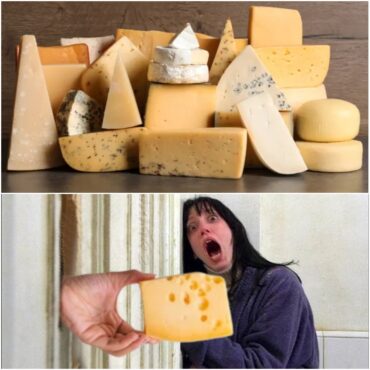 Amazing Facts About Cheese A Cheesy Surprise